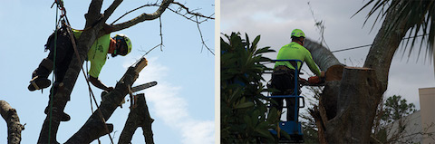 Our Port Orange tree service team handles tree trimming and tree removal.