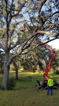 treeworknow