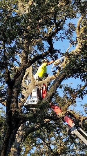 A member of our Port Orange tree service team on the job.