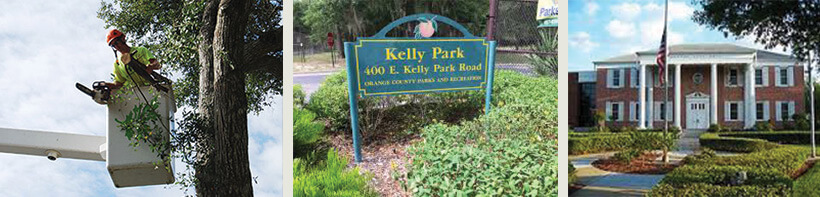 Apopka tree trimming