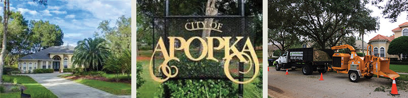 Apopka tree trimming