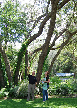 Pointing up at a tree