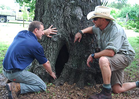 Our Florida Certified Arborist and Orlando tree service expert, Dani Keller, investigating a tree hole.