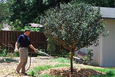 Green Practices - mulching