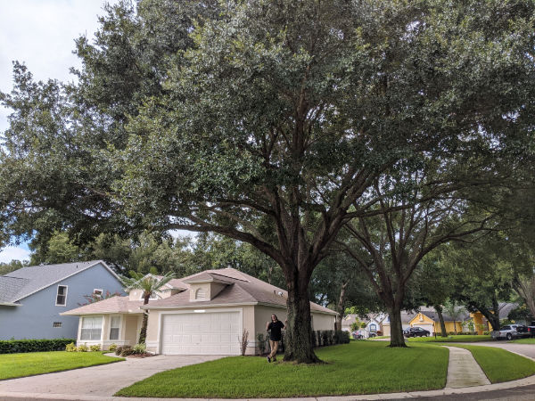 Orlando tree pruning
