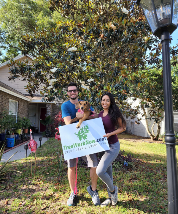 Orlando tree pruning