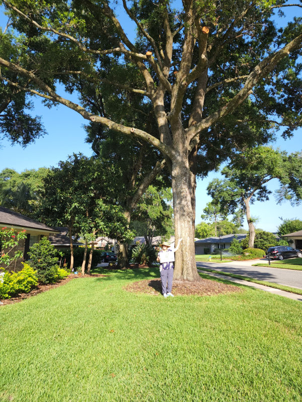 Orlando tree quote