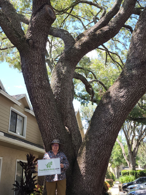 Orlando tree estimate