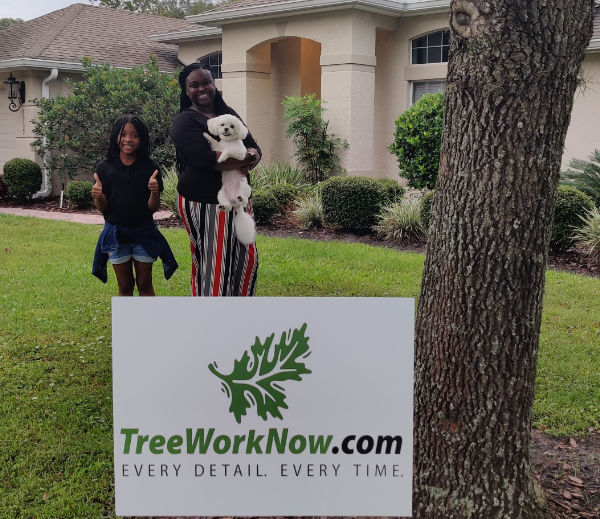 Orlando tree company
