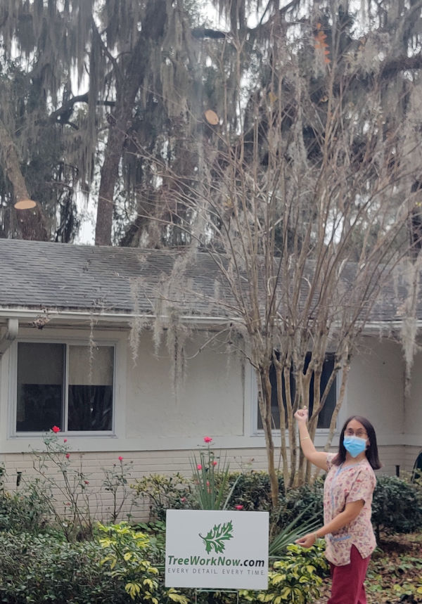 Orlando tree care