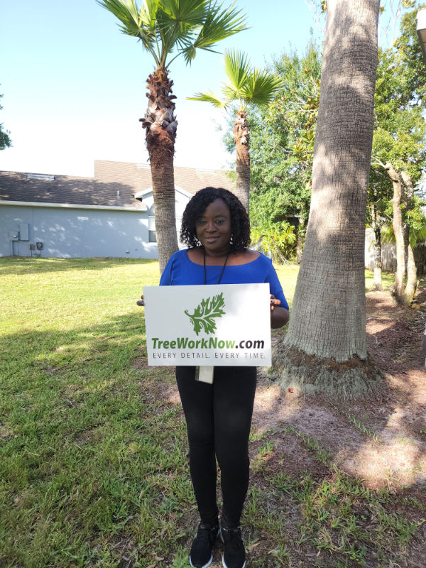 Orlando tree cutting