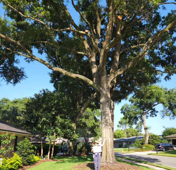 Florida Certified Arborist