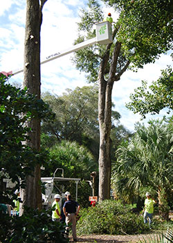 Is the tree service you are hiring licensed? We are.