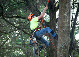 Orlando crew member climbs a tree to complete pruning