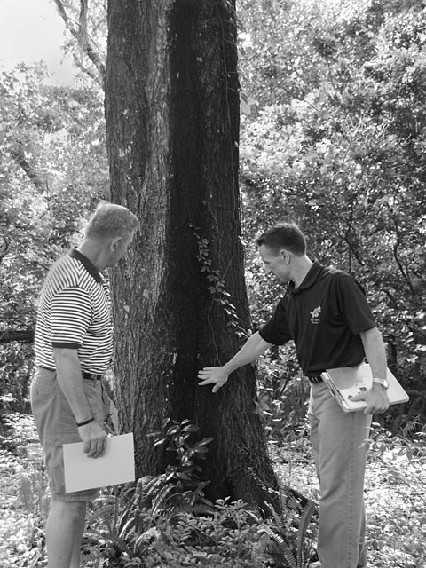 investigating a tree