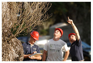 tree trimming crew points at tree