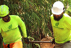 tree trimming crew points at tree