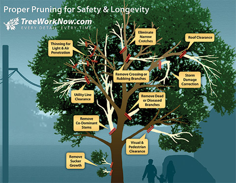 Plan for proper pruning for safety and longevity with Tree Work Now's Orlando tree trimming experts.