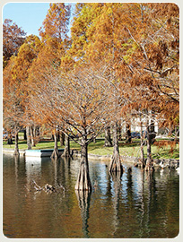 Tree trimming environmental impact - cypress