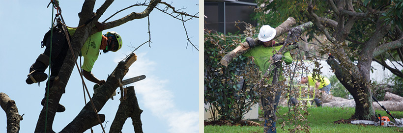 debris removal, tree removal, tree service, tree surgeon, large tree removal, tree cutting, tree companies, tree service cost, tree work now, fallen tree removal