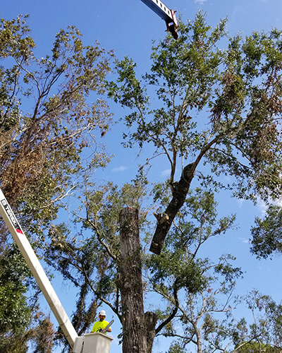  tree pruning, debris removal, tree removal, tree service, tree surgeon, large tree removal, tree cutting, tree companies, tree service cost, tree work now, fallen tree removal, dead tree removal, brush removal, tree debris removal, pine tree removal, oak tree removal, oak tree trimming, tree care professionals, tree branch removal