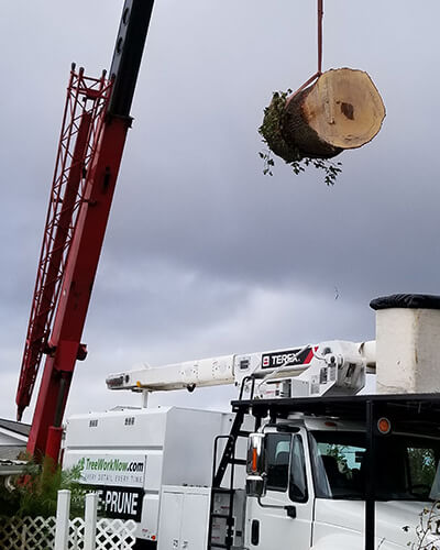 tree cutting, tree companies, tree service cost, tree work now, fallen tree removal, dead tree removal, brush removal, tree debris removal, pine tree removal, oak tree removal, oak tree trimming, tree care professionals, tree branch removal, tree experts, dead tree removal