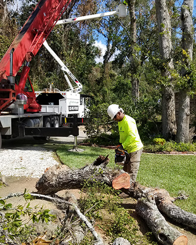 tree service cost, tree work now, fallen tree removal, dead tree removal, brush removal, tree debris removal, pine tree removal, oak tree removal, oak tree trimming, tree care professionals, tree branch removal