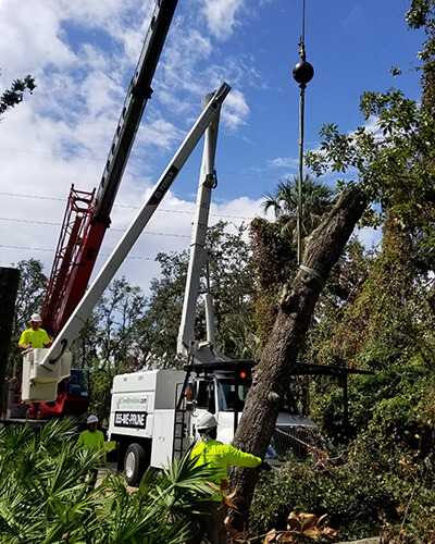 tree removal crane, tree climber, tree pruning, debris removal, tree removal, tree service, tree surgeon, large tree removal, tree cutting, tree companies, tree service cost, tree work now, fallen tree removal