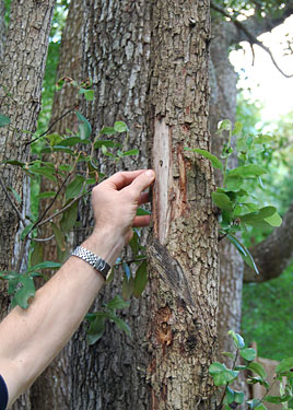 Florida Certified Arborist investigates tree bark