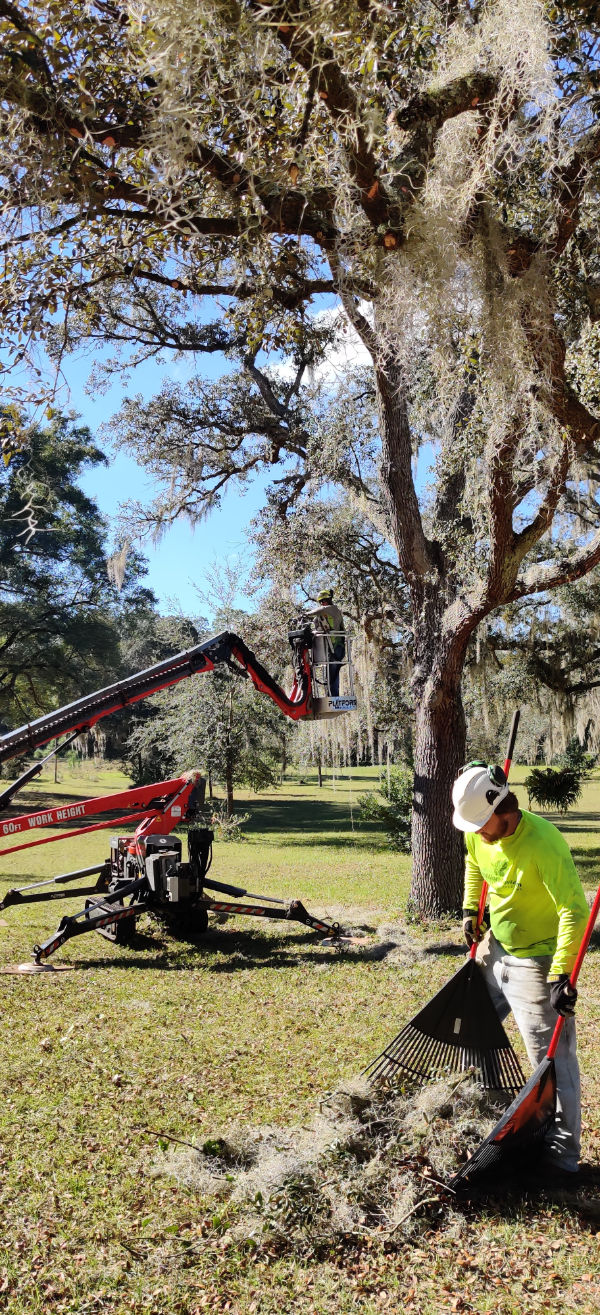 Our Orlando commercial tree service team handles property cleanup
