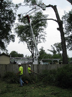 Tree service in Orlando removing tree limb with crane