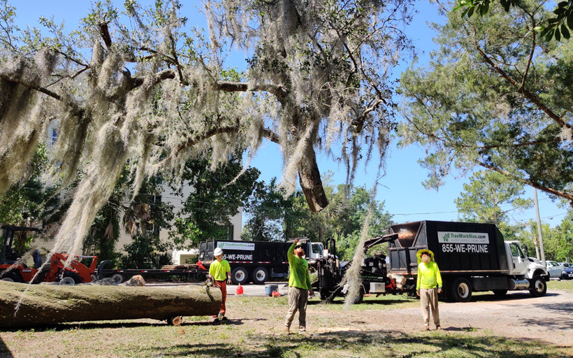 Tree work Orlando crew members