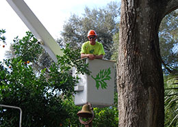 Tree removal in Orlando by crew member in bucket truck