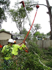 Orlando tree trimmer crew members using a crane to lift heavy limbs out of a yard safely