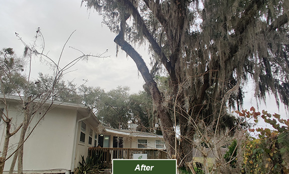 Orlando tree service, Orlando tree trimming, Orlando tree removal, Orlando arborist