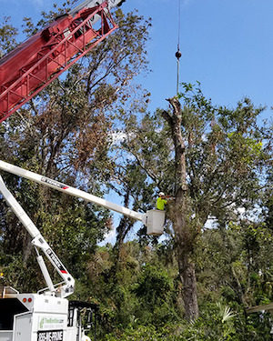Tree service in Orlando