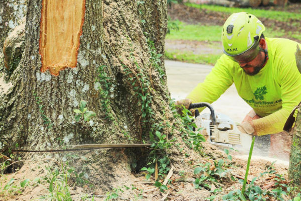 Our team is skilled in effective and safe Orlando tree removal.
