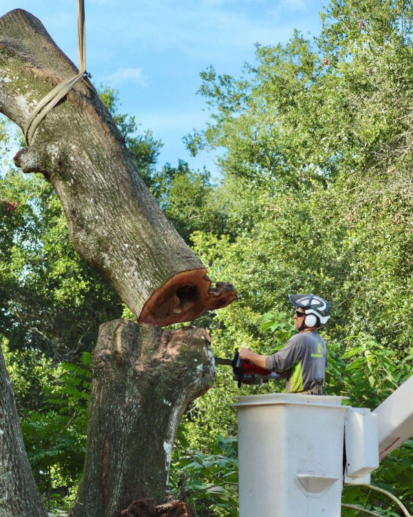 Tree Work Now's team tackles your most important Orlando tree removal jobs.
