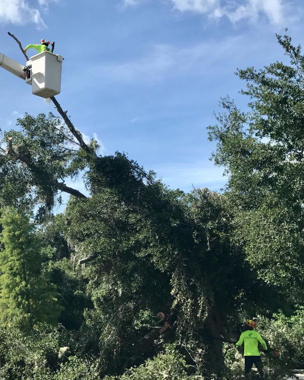 Our team uses specialized equipment needed for Orlando tree removal projects.
