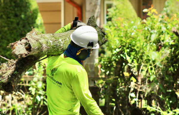 Trust Tree Work Now for thorough cleanup during Orlando tree removal on your property.