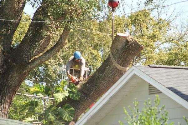 Handle complicated Orlando tree removal jobs with the help of Tree Work Now.
