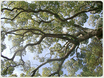 Tree trimming environmental impact - cypress