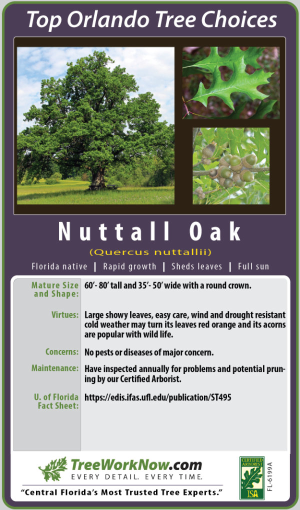 Nuttall Oak